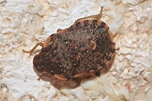 Réf. 175 375 : Sciocoris sideritidis