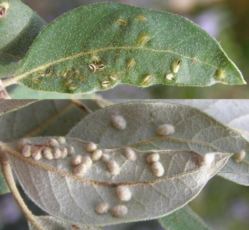 Dryomyia lichtensteinii