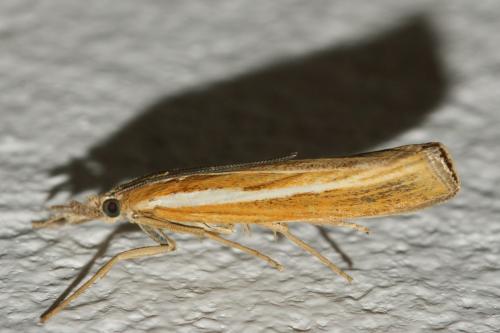 Agriphila tristella