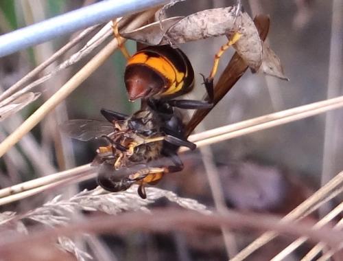 Vespa velutina