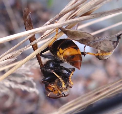 Vespa velutina