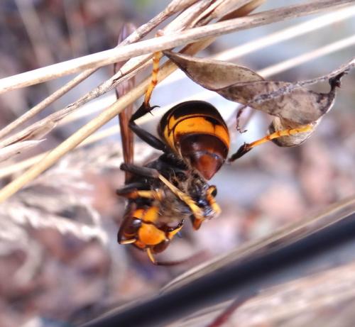 Vespa velutina