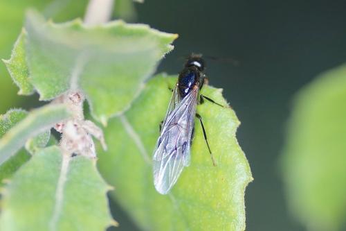 Camponotus piceus