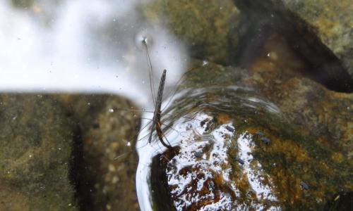 Hydrometra stagnorum