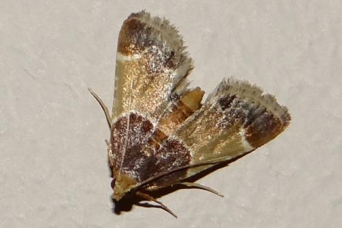 Réf. 175 093 : Pyralis farinalis