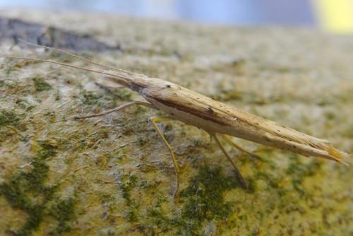 Réf. 175 593 : Ypsolopha mucronella