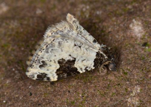 Xanthorhoe fluctuata