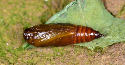 Xanthorhoe fluctuata