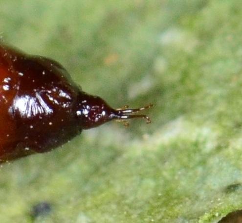 Xanthorhoe fluctuata