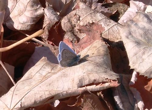 Polyommatus icarus