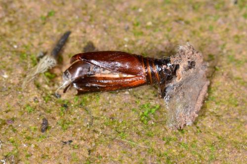 Xanthorhoe fluctuata
