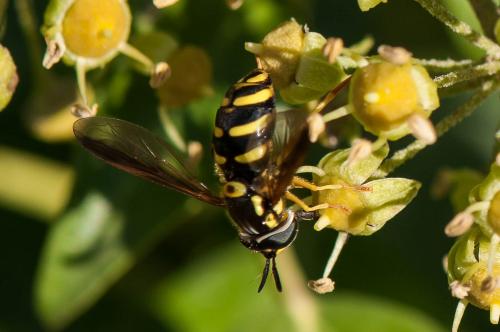 Chrysotoxum intermedium