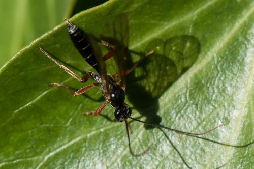 Réf. 175 284 : Dyspetes luteomarginatus