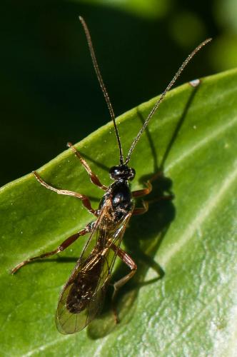 Dyspetes luteomarginatus