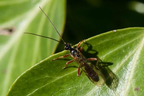 Réf. 175 273 : Dyspetes luteomarginatus