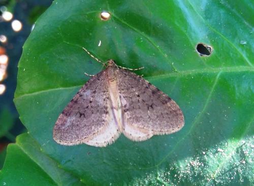Operophtera brumata