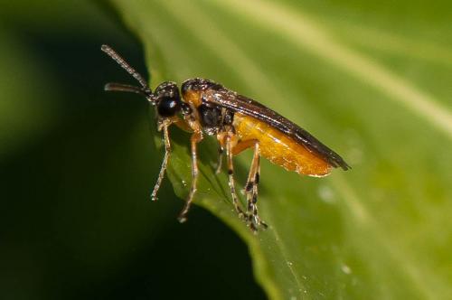 Réf. 175 387 : Athalia sp.