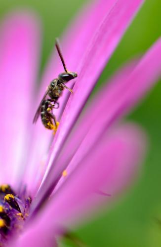 Réf. 175 915 : Lasioglossum sp.