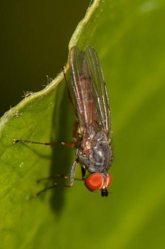 Heteromyza atricornis