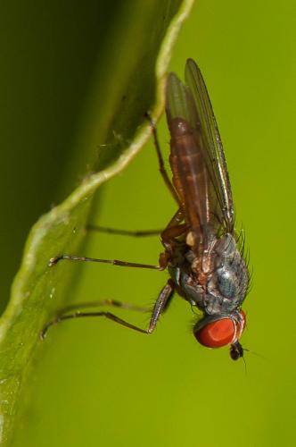 Heteromyza atricornis
