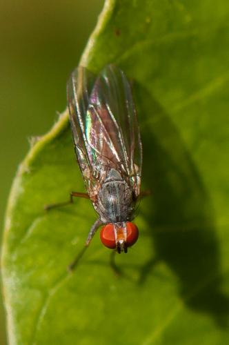 Heteromyza atricornis