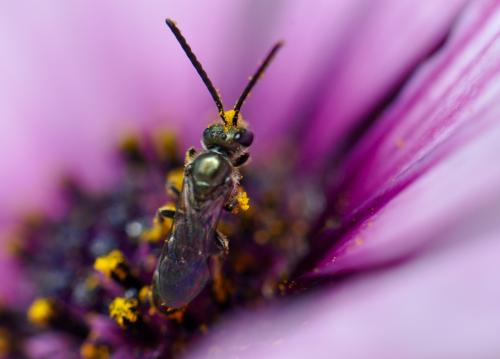 Réf. 175 914 : Lasioglossum sp.