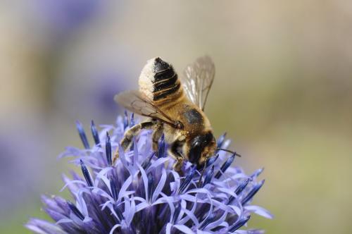 Megachile sp.
