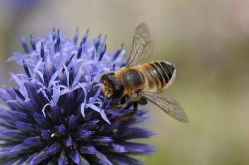 Megachile sp.