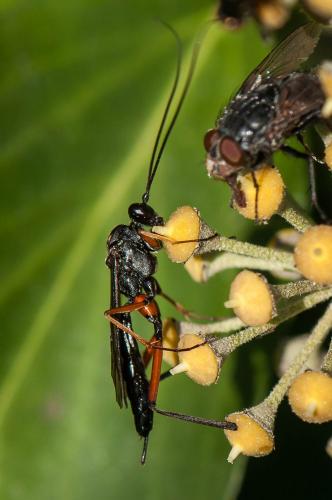 Exetastes calobatus