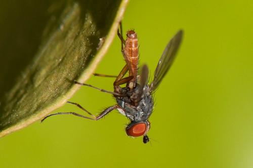 Réf. 175 812 : Heteromyza atricornis