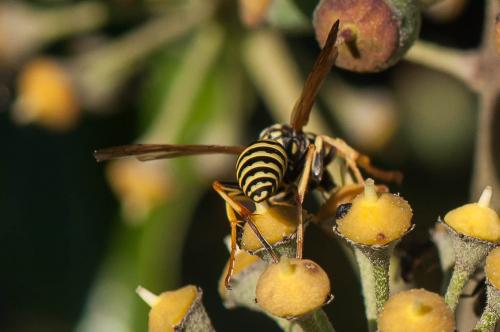 Réf. 175 174 : Polistes gallicus