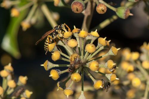Réf. 175 175 : Polistes gallicus