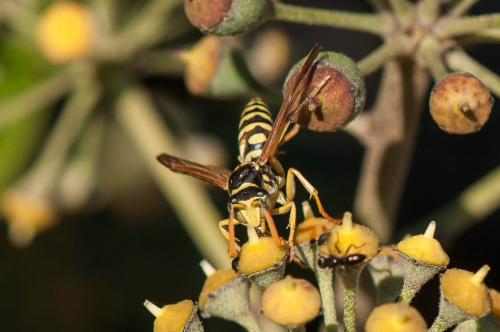 Réf. 175 171 : Polistes gallicus