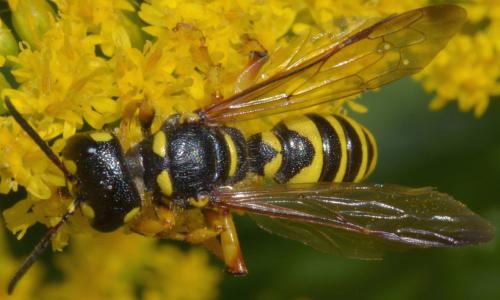 Cerceris arenaria