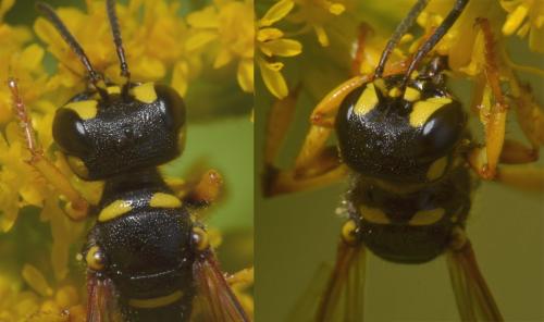 Cerceris arenaria