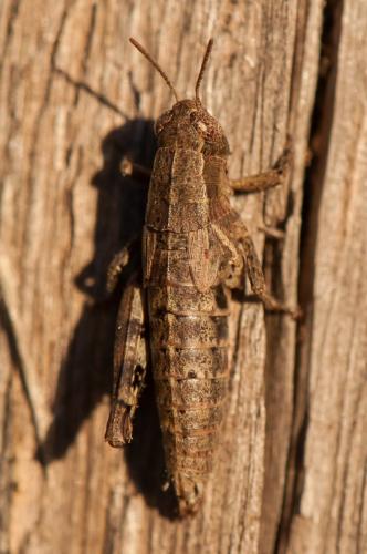 Pezotettix giornae
