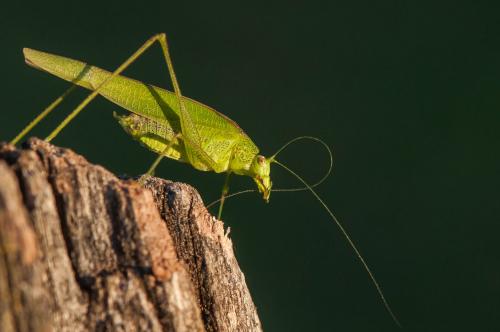 Phaneroptera nana