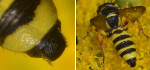 Cerceris arenaria