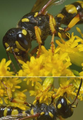 Cerceris arenaria