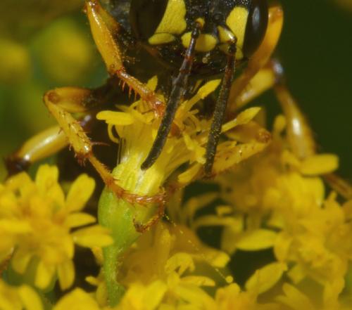 Réf. 175 998 : Cerceris arenaria