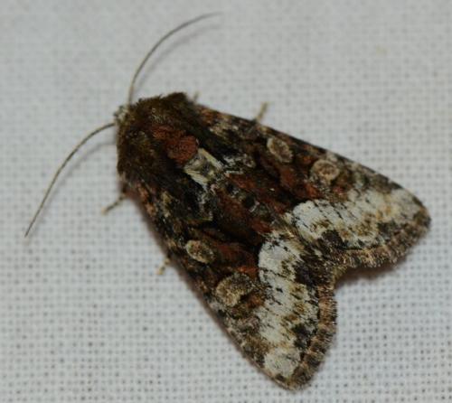 Oligia versicolor