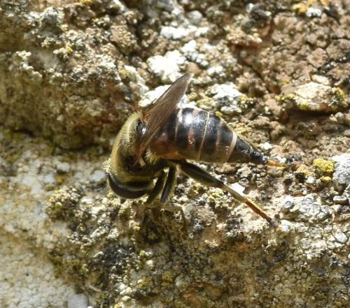 Réf. 175 943 : Merodon sp.