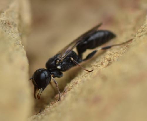 Passaloecus ribauti