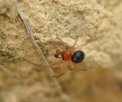 Ruborridion musivum