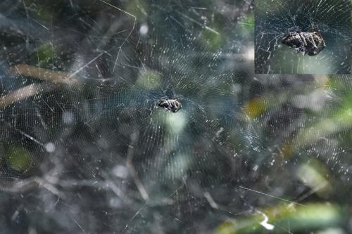 Cyrtophora citricola