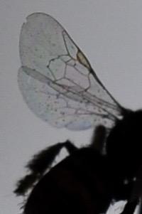 Réf. 175 060 : Nomioides facilis