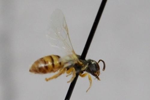 Nomioides facilis