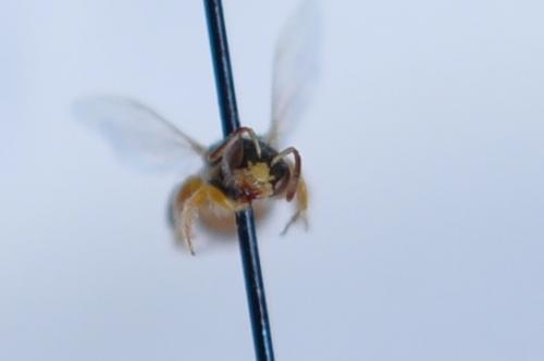 Nomioides facilis