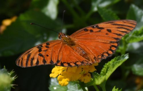 Agraulis vanillae