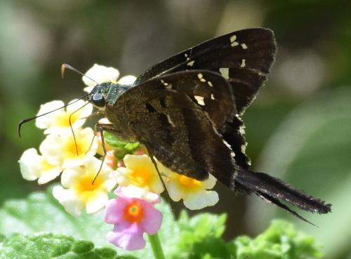 Urbanus proteus